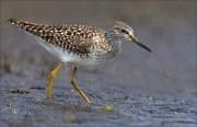 17_DSC2863_Wood_Sandpiper_sludge_62pc