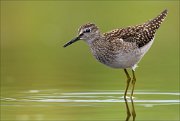 18_DSC0389_Wood_Sandpiper_roll_75pc