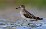 18_DSC0709_Wood_Sandpiper_thumper_62pc