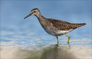 18_DSC0903_Wood_Sandpiper_cerulean_79pc