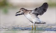 18_DSC1056_Wood_Sandpiper_balance_58pc