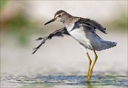 18_DSC1057_Wood_Sandpiper_poise_67pc