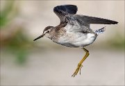 18_DSC1058_Wood_Sandpiper_burst_68pc