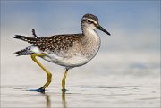 18_DSC1224_Wood_Sandpiper_step_91pc