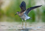 18_DSC1285_Wood_Sandpiper_jerk_89pc