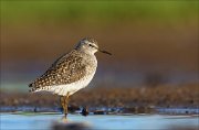 23_DSC4177_Wood_Sandpiper_privacy_57pc