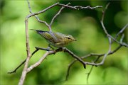 02_DSC0371_Wood_Warbler_in_branch_debries_100pc