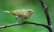 02_DSC0757_Wood_Warbler_near_pond_83pc