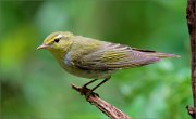 02_DSC0894_Wood_Warbler_on_tree_stump_78pc