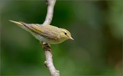 02_DSC0930_Wood_Warbler_find_me_89pc