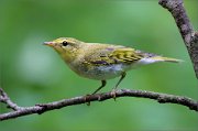 02_DSC0999_Wood_Warbler_perched_78pc