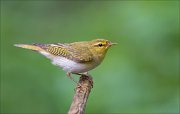 11_DSC1394_Wood_Warbler_enthralling_77pc