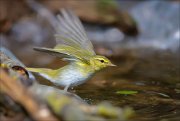 11_DSC1827_Wood_Warbler_wingclap_82pc