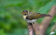 11_DSC1880_Wood_Warbler_wet_frightening_76pc