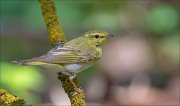 11_DSC2069_Wood_Warbler_pretty_look_82pc