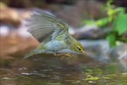 11_DSC2086_Wood_Warbler_dive_88pc