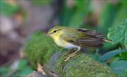 11_DSC2360_Wood_Warbler_pas_59pc