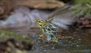 11_DSC2626_Wood_Warbler_waterborn_75pc