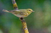 11_DSC4390_Wood_Warbler_effort_98pc