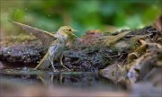 11_DSC4812_Wood_Warbler_ft_Chiffchaff_calm_me_down_101pc