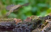 11_DSC4818_Wood_Warbler_advance_90pc