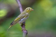 11_DSC5507_Wood_Warbler_wonder_92pc