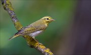 11_DSC5509_Wood_Warbler_scrutiny_76pc