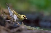 11_DSC5562_Wood_Warbler_burst_71pc