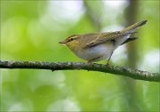 17_DSC4237_Wood_Warbler_prevail_32pc