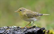 18_DSC2752_Wood_Warbler_angulate_49pc