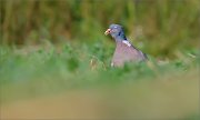 04_DSC1410_Woodpigeon_in_grass_49pc