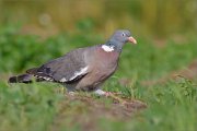 04_DSC1424_Wood_pigeon_hiking_51pc