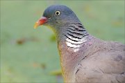 06_DSC5974_Woodpigeon_point-blank_100pc