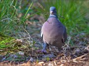 13_DSC7013_Common_Wood_Pigeon_carpenter_84pc