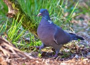 13_DSC7015_Common_Wood_Pigeon_woodworker_92pc