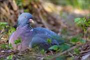 13_DSC7290_Common_Wood_Pigeon_nestdreaming_100pc