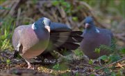 13_DSC7327_Common_Wood_Pigeon_invitation_80pc