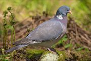 13_DSC8103_Common_Wood_Pigeon_terrestrial_96pc