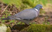 13_DSC8113_Common_Wood_Pigeon_boggy_90pc