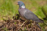 13_DSC8142_Common_Wood_Pigeon_flyholder_100pc