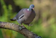 13_DSC8250_Common_Wood_Pigeon_overstep_86pc