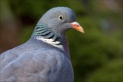 13_DSC8348_Common_Wood_Pigeon_wobble_93pc