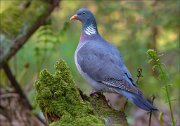 13_DSC8395_Common_Wood_Pigeon_sylvan_108pc