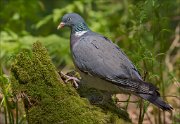 13_DSC9296_Common_Wood_Pigeon_ascend_84pc