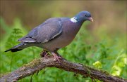 13_DSC9533_Common_Wood_Pigeon_around_103pc