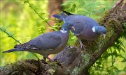 13_DSC9669_Common_Wood_Pigeon_touch_88pc