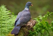 13_DSC9724_Common_Wood_Pigeon_green_magic_115pc