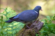 14_DSC0057_Common_Wood_Pigeon_dun_94pc