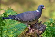 14_DSC0084_Common_Wood_Pigeon_streamliner_100pc