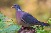 14_DSC0112_Common_Wood_Pigeon_tender_104pc